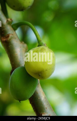 Le fruit des fruits Jatropha curcas. Indonésien utilisez le latex pour arrêter le saignement Banque D'Images