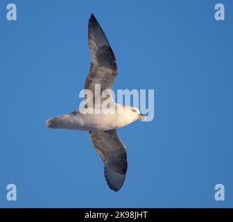 Fulmar du Nord (Fulmarus glacialis) en vol Banque D'Images