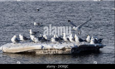 Kittiwards à pattes noires (Rissa tridactyla) reposant sur un iceberg Banque D'Images