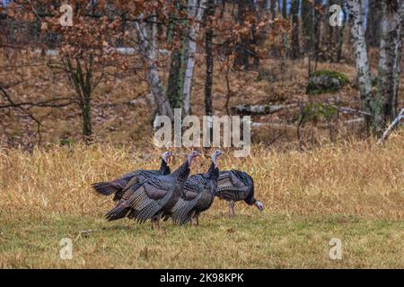 Tom Turkeys un jour d'automne dans le nord du Wisconsin. Banque D'Images