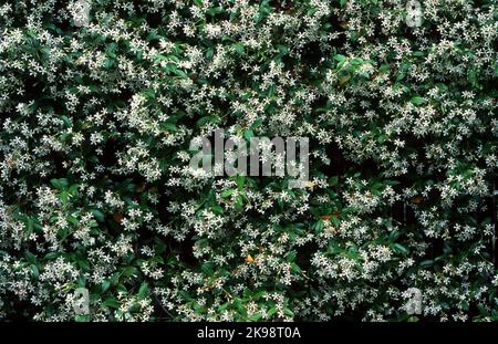 GROS PLAN DU JASMIN ÉTOILÉ (TRACHELOSPERMUM JASMINOÏDES) EN PLEINE FLORAISON. NOUVELLE-GALLES DU SUD, AUSTRALIE. Banque D'Images