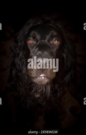 Gordon Setter portrait de chien avec un fond noir pour halloween . Les chiens de chasse de Gordon sont une race en danger de disparition. Banque D'Images