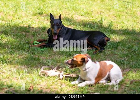 Doberman et Jack Russell Terrier sont côte à côte sur l'herbe verte Banque D'Images