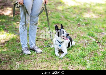 Un chien mongrel se trouve sur l'herbe à côté de son propriétaire Banque D'Images