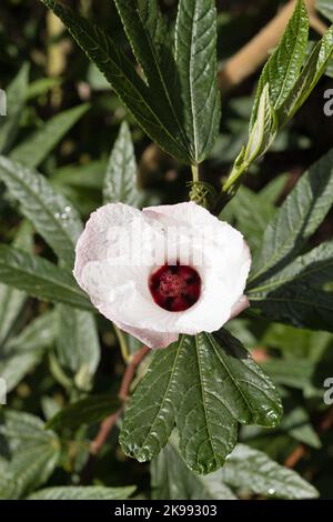 Hibiscus heterophyllus - fleur de rosella indigène. Banque D'Images