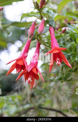 Lapageria rosea - bellflower chilien. Banque D'Images