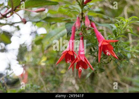 Lapageria rosea - bellflower chilien. Banque D'Images