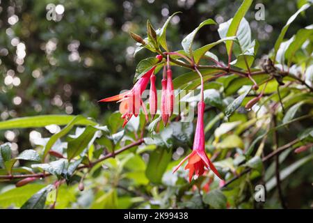 Lapageria rosea - bellflower chilien. Banque D'Images