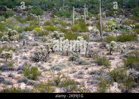 Le paysage du désert de Sonoran en Arizona Banque D'Images