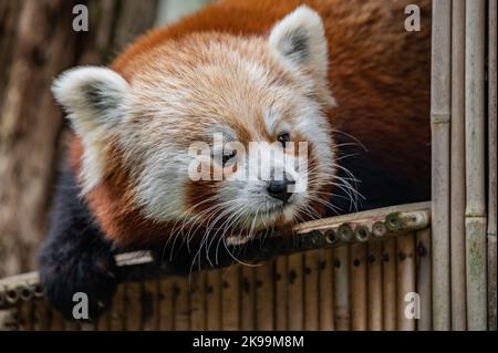 Gros plan sur un adorable visage de panda rouge Banque D'Images