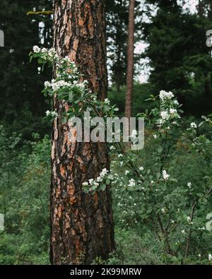 Plan vertical d'une baie de service de l'Utah (Amelanchier utahensis) dans une forêt Banque D'Images