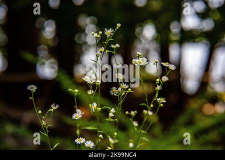 Un gros plan de petites fleurs de camomille blanche avec des tiges fines vertes sur un fond isolé Banque D'Images