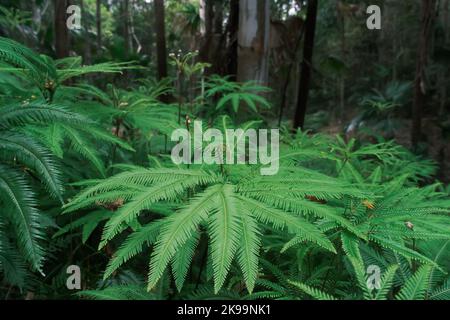 Magnifique fougères, palmiers, forêt du parc national de springbrook, Queensland, Australie Banque D'Images