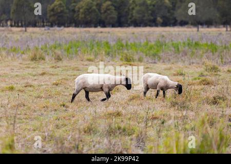 Les deux moutons Suffolk dans la prairie. Banque D'Images