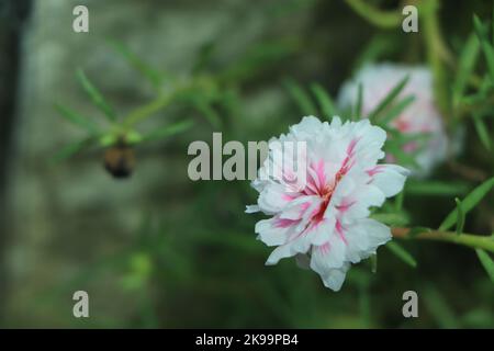 Portulaca grandiflora (Portulaca, Moss Rose, plante de soleil, Sun Rose) Banque D'Images