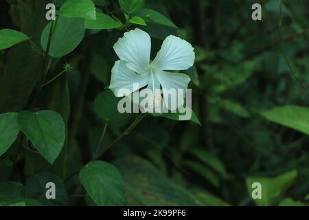 Gros plan de Hibiscus rosa-sinensis, connu familièrement sous le nom d'hibiscus chinois est largement cultivé comme une plante ornementale dans les tropiques et sous-tropiques. Banque D'Images