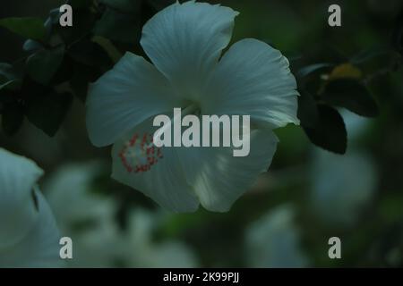 Gros plan de Hibiscus rosa-sinensis, connu familièrement sous le nom d'hibiscus chinois est largement cultivé comme une plante ornementale dans les tropiques et sous-tropiques. Banque D'Images