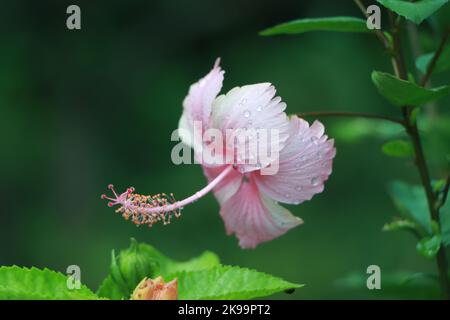Gros plan de la fleur rose Hibiscus, avec des gouttelettes d'eau, sur fond de feuilles vertes. Banque D'Images