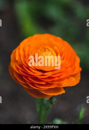 Un cliché vertical d'une fleur de Ranunculus asioticus sur un fond flou Banque D'Images