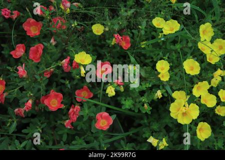 Fleur de Portulaca en pleine floraison Banque D'Images