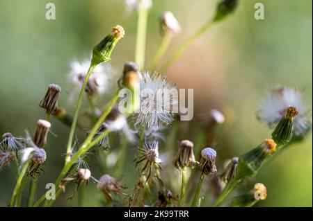 Vue rapprochée des plantes d'arachide communes qui poussent dans la prairie Banque D'Images