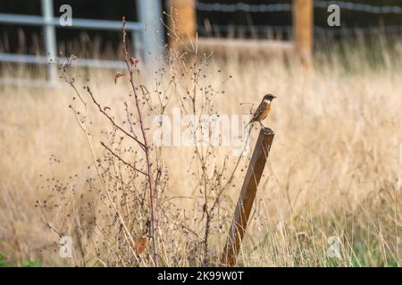 European Stonechat (Saxicola rubicola) – Un homme perche sur Un poteau dans Un champ Banque D'Images