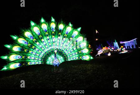 Paris, France. 26th octobre 2022. Des sculptures illuminées sont photographiées lors d'une visite médiatique d'un festival de lumière au zoo de Thoiry près de Paris, France, le 26 octobre 2022. Le festival va commencer ici dimanche, exposant environ 2 000 sculptures illuminées. Credit: Gao Jing/Xinhua/Alamy Live News Banque D'Images