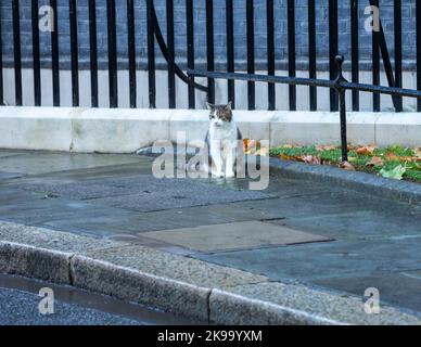 Larry, 10 ans, le chat de Downing Street se trouve sur le trottoir Banque D'Images