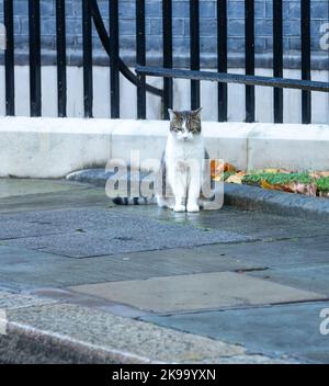 Larry, 10 ans, le chat de Downing Street se trouve sur le trottoir Banque D'Images