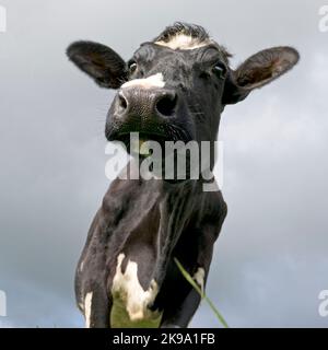 Vaches hollandaises réchauffant le cœur Banque D'Images