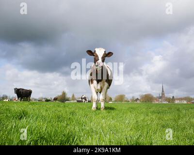 Vaches hollandaises réchauffant le cœur Banque D'Images