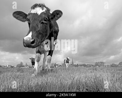 Vaches hollandaises réchauffant le cœur Banque D'Images