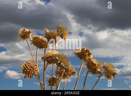 Têtes de mer mûres de Cardoon, à la fois douces et épineuses, contre un ciel bleu avec des nuages Banque D'Images