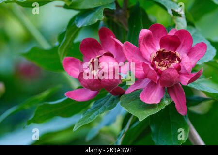 Calycanthus 'Aphrodite', arbuste sucrée 'Aphrodite', arbuste à feuilles caduques avec de grandes fleurs rouges à pourpres et parfumées Banque D'Images