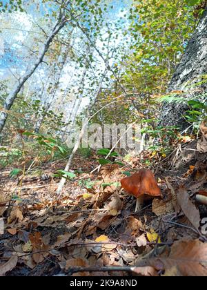 Forêt épaisse en automne - coeur de la forêt - au-dessus de la ville de Pella, Lac Orta, Italie. Aucune personne n'est visible. Banque D'Images