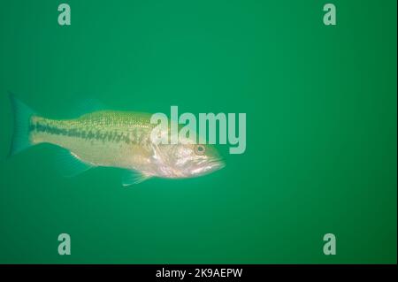 Achigan à petite bouche nageant dans un lac intérieur du Michigan. micropterus dolomieu Banque D'Images