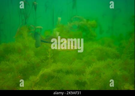 Achigan à petite bouche nageant au-dessus d'un lit de mauvaises herbes dans un lac intérieur du Michigan. Dolomieu Banque D'Images