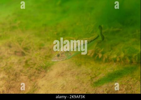Achigan à petite bouche nageant dans un lac intérieur du Michigan. micropterus dolomieu Banque D'Images