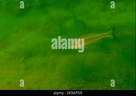 Achigan à petite bouche nageant dans un lac intérieur du Michigan. micropterus dolomieu Banque D'Images