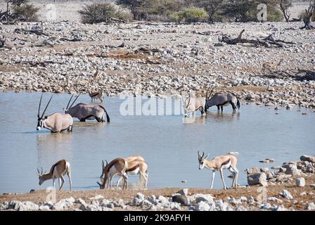 Des animaux africains comme l'éléphant, Orxy, Springbok et Zebra au trou d'eau d'Okaukuejo à Etosha Namibie Banque D'Images