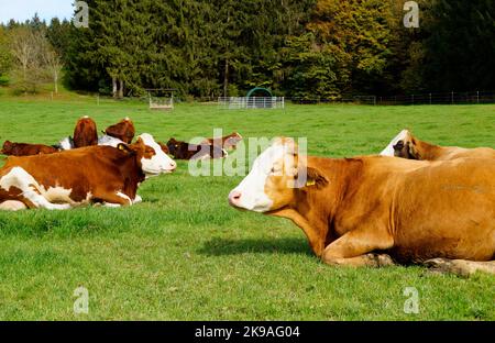 Un paysage paisible avec des vaches paître sur la prairie verte ensoleillée dans la campagne bavaroise à Birkach, par une journée claire avec le vaste ciel bleu Banque D'Images