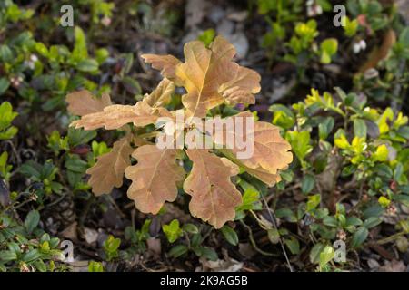 Feuilles fraîches d'un petit chêne commun, Quercus robur à la fin du printemps dans la forêt boréale estonienne Banque D'Images