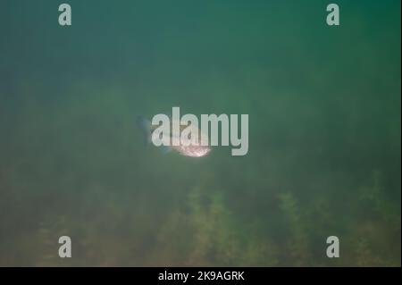 Achigan à petite bouche nageant dans un lac intérieur du Michigan. micropterus dolomieu Banque D'Images