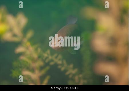 Achigan à petite bouche nageant dans un lac intérieur du Michigan. micropterus dolomieu Banque D'Images