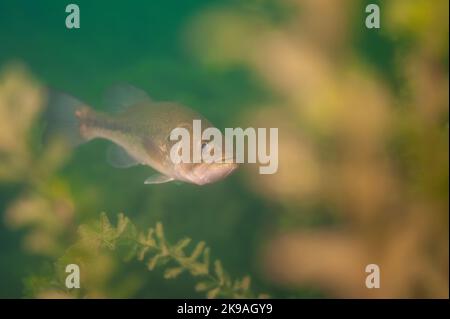 Achigan à petite bouche nageant dans un lac intérieur du Michigan. micropterus dolomieu Banque D'Images