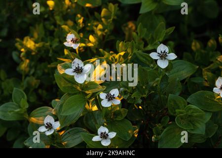 Gros plan sur le dwarf cornel en pleine floraison lors d'un magnifique coucher de soleil en été dans le parc national de Riisitunturi, dans le nord de la Finlande Banque D'Images