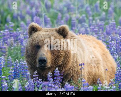 Capturé par Ron Niebrugge. Alaska: CES BELLES images montrent un ours brun explorant un champ de fleurs violettes, se prélassant dans le champ. Une ima Banque D'Images