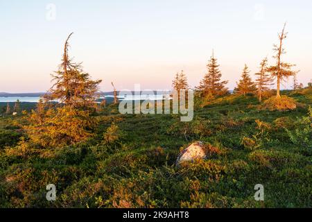 En été, à flanc de colline, une soirée au coucher du soleil dans le parc national de Riisitunturi, en Finlande Banque D'Images