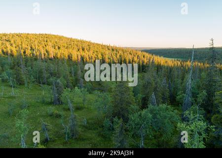 Vue sur les tourbières et les collines couvertes de forêt de taïga pendant un coucher de soleil estival dans le parc national de Riisitunturi, dans le nord de la Finlande Banque D'Images