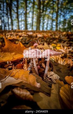 Lilas Bonnet, (Mycena pura) tabouret poussant sur le plancher de la forêt avec des feuilles de chêne anglais en décomposition. Banque D'Images
